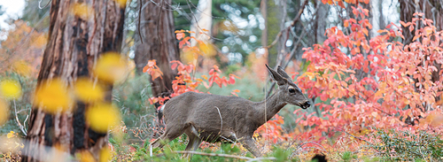 Adorable deer in autumn forest