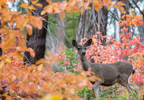 Adorable deer in autumn forest