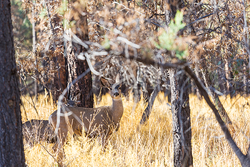 Deer in the beautiful autumn forest. Wildlife scene