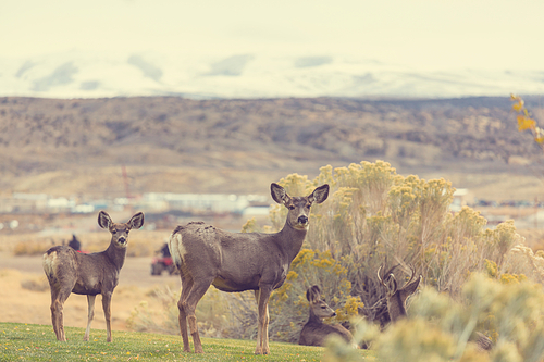 Deer in the beautiful autumn forest. Wildlife scene