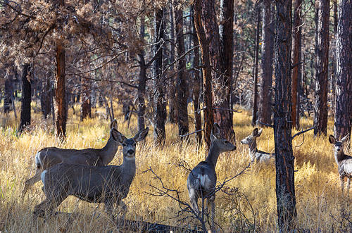 Deer in the beautiful autumn forest. Wildlife scene