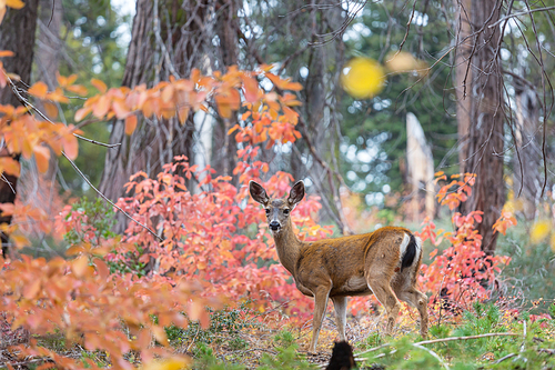 Deer in the beautiful autumn forest. Wildlife scene