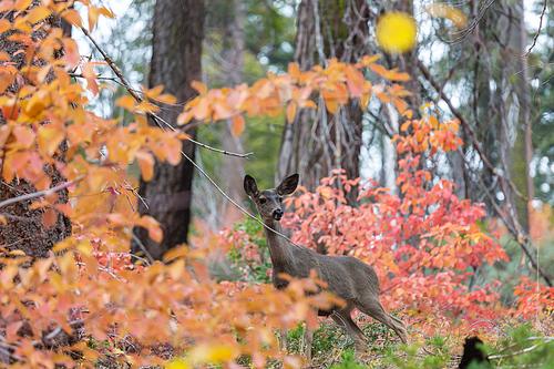 Deer in the beautiful autumn forest. Wildlife scene