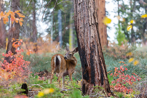 Deer in the beautiful autumn forest. Wildlife scene