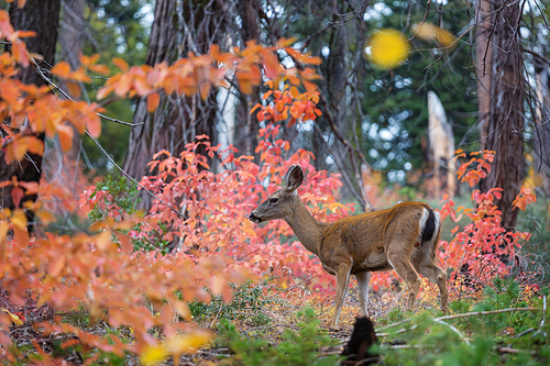 Deer in the beautiful autumn forest. Wildlife scene