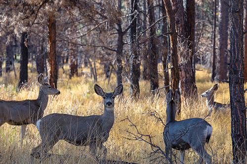 Deer in the beautiful autumn forest. Wildlife scene