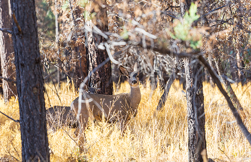 Deer in the beautiful autumn forest. Wildlife scene