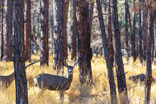 Deer in the beautiful autumn forest. Wildlife scene