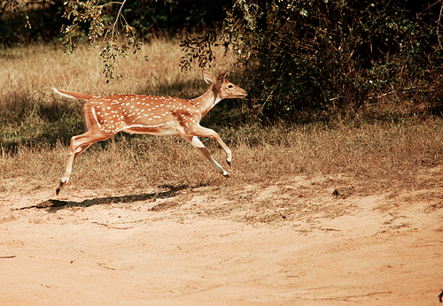 Wild Spotted deers going along river, Washington state, USA