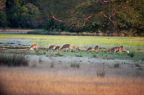 Wild Spotted deers going along river, Washington state, USA