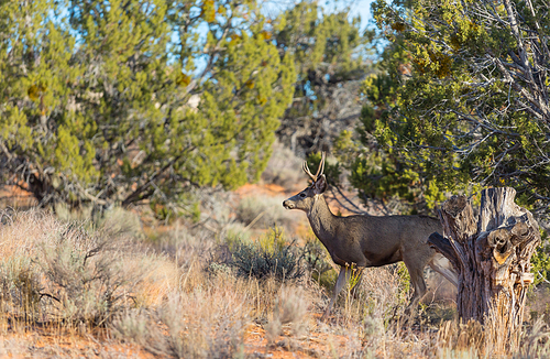 Deer in the beautiful autumn forest. Wildlife scene