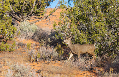 Deer in the beautiful autumn forest. Wildlife scene