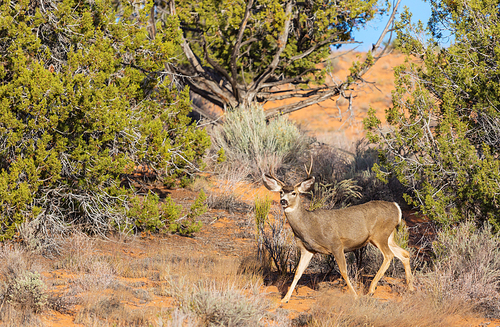 Deer in the beautiful autumn forest. Wildlife scene