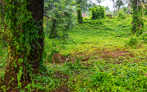 Deer in the beautiful autumn forest. Wildlife scene