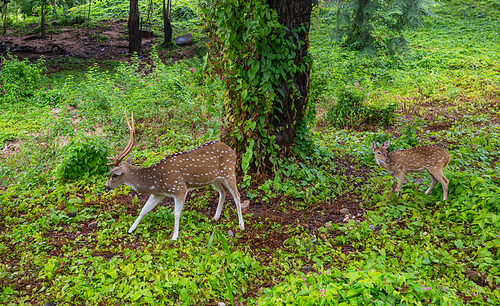 Wild Spotted deers going along river, Washington state, USA