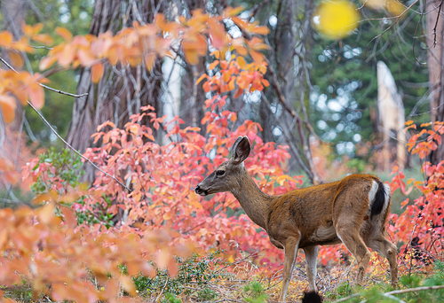 Adorable deer in autumn forest