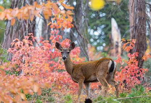 Adorable deer in autumn forest