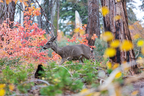 Adorable deer in autumn forest