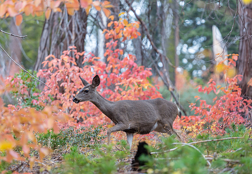 Adorable deer in autumn forest