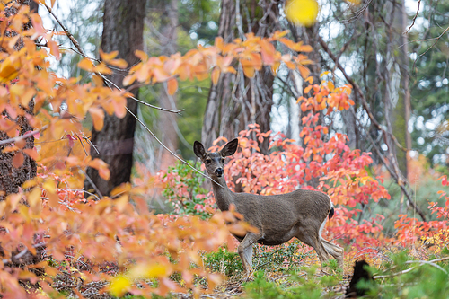 Adorable deer in autumn forest