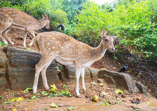 Wild Spotted deers going along river, Washington state, USA