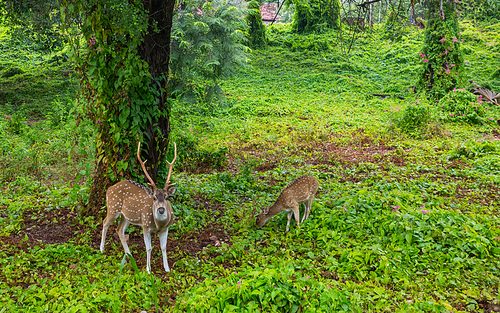 Wild Spotted deers going along river, Washington state, USA