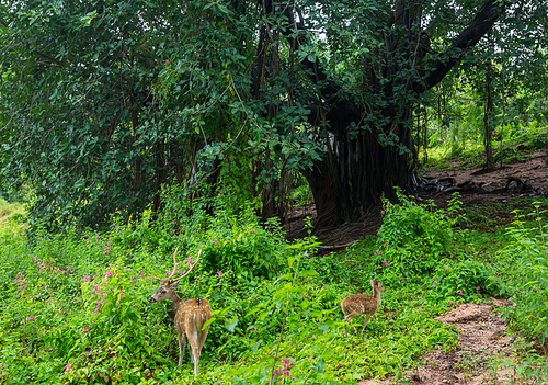 Wild Spotted deers going along river, Washington state, USA