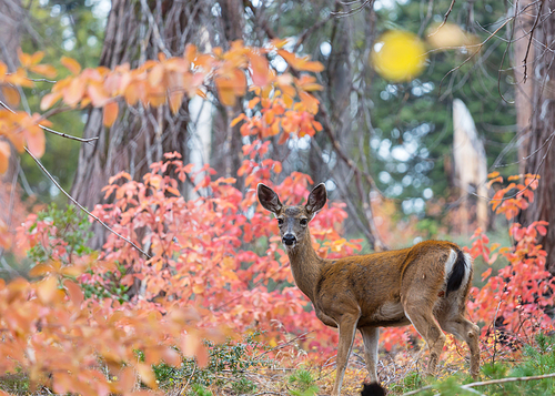 Adorable deer in autumn forest