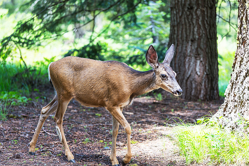 Deer in the beautiful autumn forest. Wildlife scene