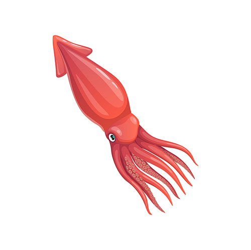 Cartoon squid vector calamari mollusk, underwater animal. Sea creature, invertebrate marine fauna inhabitant with pink skin and tentacles, isolated water life