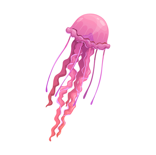 Cartoon jellyfish underwater animal, isolated vector medusa. Jelly fish with pink body and long tentacles. Tropical sea and ocean fauna creature, sealife