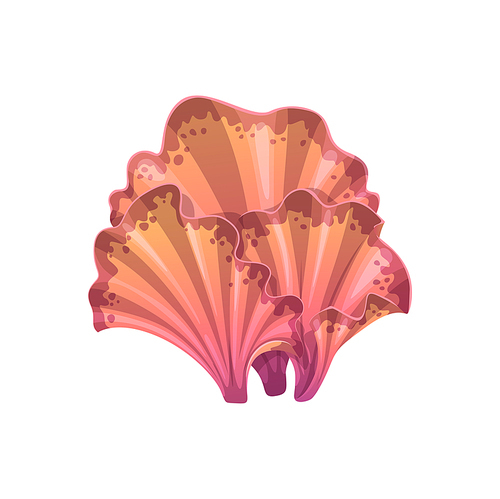 Underwater seaweed kelp or laminaria plant leaves. Isolated vector marine or aquarium grass. Cartoon ocean and undersea algae, pink sea weed, water life, exotic aquatic seaweed with fan-shaped leaves