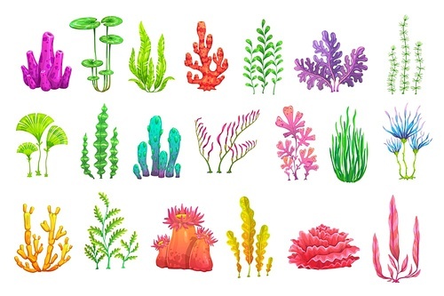 Cartoon underwater seaweed plants. Aquarium and sea algae. Coral reef vector wildlife nature biodiversity. Ocean and undersea water life isolated weeds and wracks, laminaria, kelp marine flora set