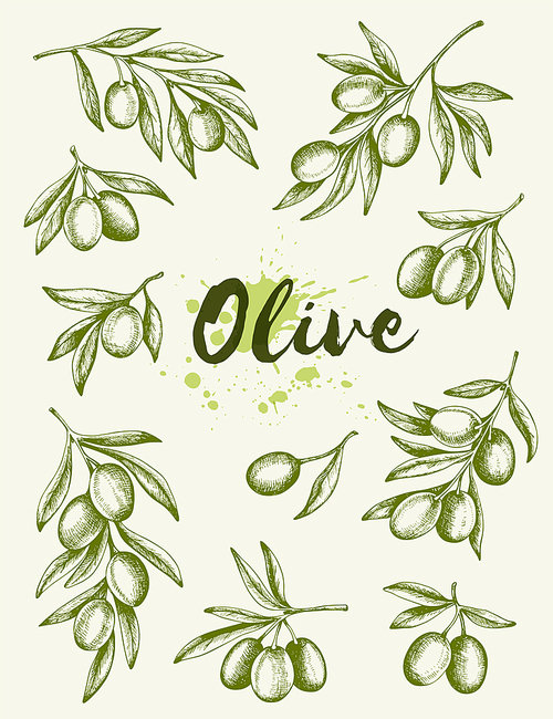 Decorative vintage hand drawn olives. Vector illustration.