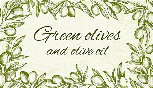 Vintage horizontal background with hand drawn green olive branch. Vector illustration