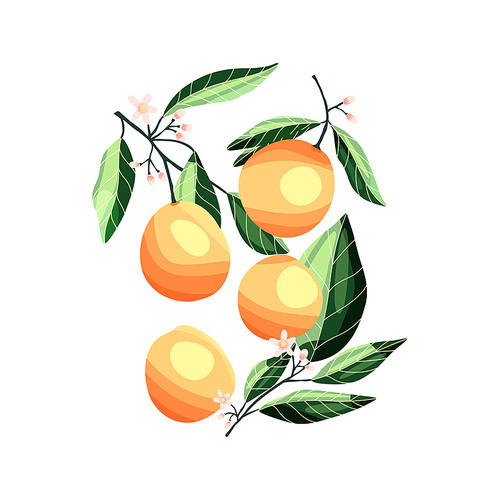 Peaches and apricots on tree branches. Isolated tropical summer fruit, on white, abstract colorful hand drawn illustration.