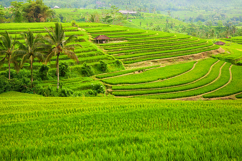Green rice terraces Jatiluwih close to Ubud, Bali, Indonesia