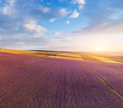 Aerial view of big lavender meadow during the sunset. Nature composition.