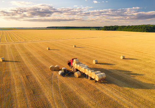 Aerial view of truck with hay bales. Agricultural machinery. Chamfered field and hay stacks after harvesting grain crops at sunset. Top View. Tractor loads bales of hay on truck with trailer. Harvest