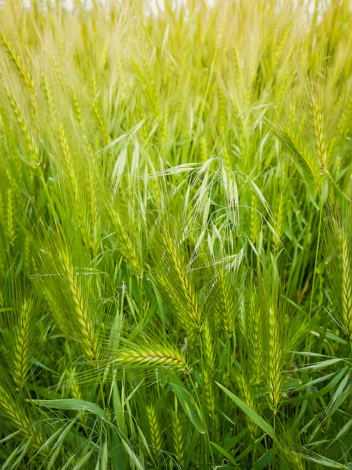 Blooming wild foxtail plants on a picturesque summer meadow. Different greening vegetation, vertical shot. Idyllic rural nature scene, green spring field. Countryside grassland seasonal beauty