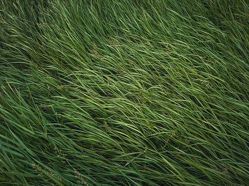 Closeup wild green grass sway in the wind. Greening plants on a picturesque summer meadow. Different herb and vegetation. Idyllic rural field texture, natural background. Countryside grassland