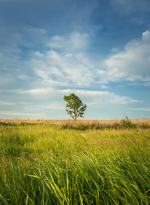 Picturesque summer landscape with a lone tree in the field surrounded by reed vegetation. Empty land, idyllic rural nature scene. Countryside seasonal beauty