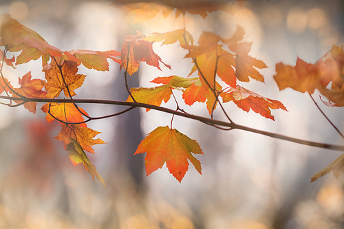 Colorful yellow leaves in Autumn season. Close-up shot. Suitable for background image.