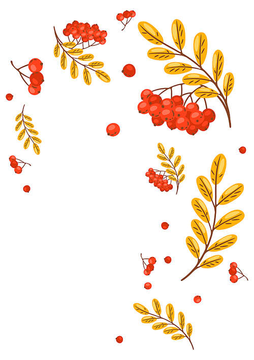 Background from rowan sprigs with berries. Image of seasonal autumn plant.
