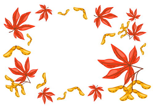 Frame from maple leaves with seeds. Image of seasonal autumn plant.