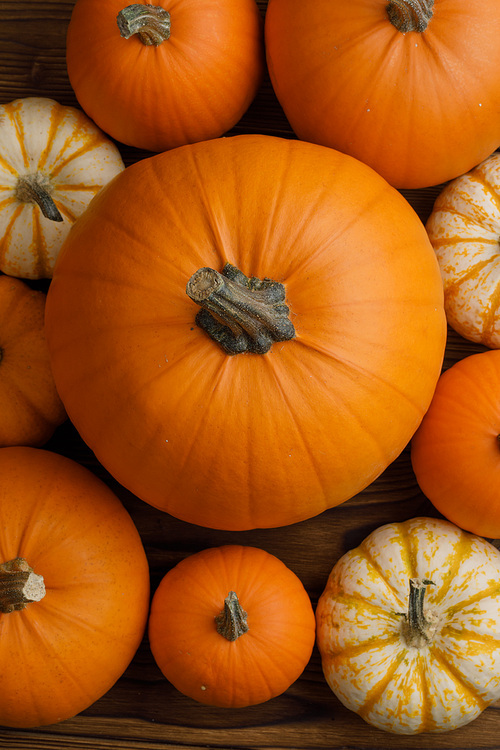 Many various orange pumpkins background, Halloween or Thanksgiving day concept