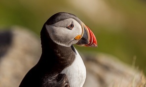 Atlantic puffin (Fratercula arctica), on the rock on the island of Runde (Norway). It is the only puffin native to the Atlantic Ocean.