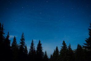 Night forest with pine trees, dark night sky and many stars. Night forest landscape