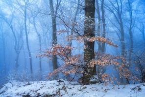 Mystical snowy forest in fog in beautiful winter at dusk. Colorful landscape with old foggy tree with orange foliage, snow at twilight. Misty woods. Mysterious wintry woodland scene. Ethereal trees