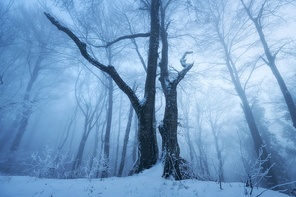 Mystical snowy forest in fog in beautiful winter at dusk. Colorful landscape with old foggy trees in snow, trail at twilight. Snowfall in misty woods. Wintry woodland. Mysterious snowy forest. Nature